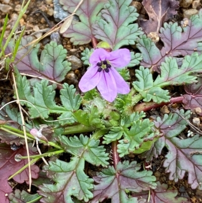 Erodium botrys (Long Storksbill) at Whitlam, ACT - 19 Aug 2024 by SteveBorkowskis