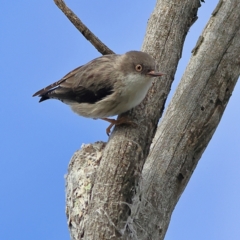 Daphoenositta chrysoptera (Varied Sittella) at Yarralumla, ACT - 19 Aug 2024 by MichaelWenke