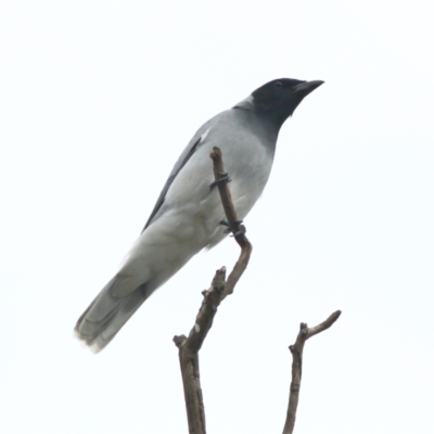 Coracina novaehollandiae (Black-faced Cuckooshrike) at Yarralumla, ACT - 19 Aug 2024 by MichaelWenke