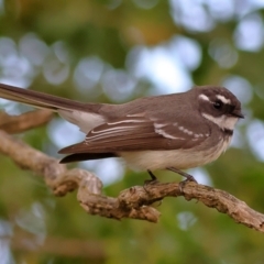 Rhipidura albiscapa (Grey Fantail) at Yarralumla, ACT - 19 Aug 2024 by MichaelWenke