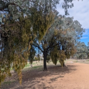 Amyema miquelii at Kambah, ACT - 19 Aug 2024