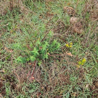 Euphorbia oblongata (Egg-leaf Spurge) at Whitlam, ACT - 19 Aug 2024 by Jiggy