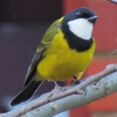 Pachycephala pectoralis (Golden Whistler) at Narrabundah, ACT - 18 Aug 2024 by RobParnell