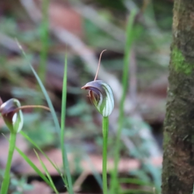 Pterostylis pedunculata (Maroonhood) at Mount Wilson, NSW - 16 Aug 2024 by poppyde