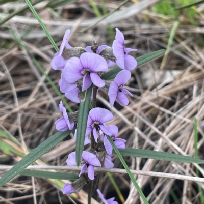 Hovea heterophylla (Common Hovea) at Rye Park, NSW - 19 Aug 2024 by JaneR