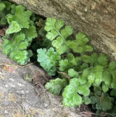 Asplenium subglandulosum (Blanket Fern) at Rye Park, NSW - 19 Aug 2024 by JaneR