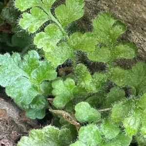 Asplenium subglandulosum at Rye Park, NSW - 19 Aug 2024 02:45 PM