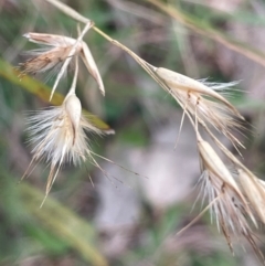 Rytidosperma sp. (Wallaby Grass) at Rye Park, NSW - 19 Aug 2024 by JaneR