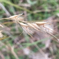 Rytidosperma sp. at Rye Park, NSW - 19 Aug 2024