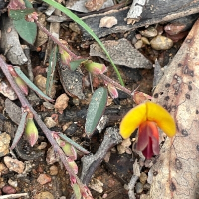 Bossiaea prostrata (Creeping Bossiaea) at Rye Park, NSW - 19 Aug 2024 by JaneR