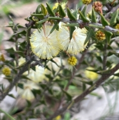 Acacia gunnii (Ploughshare Wattle) at Rye Park, NSW - 19 Aug 2024 by JaneR