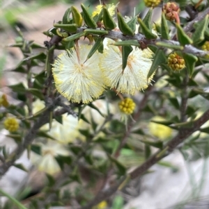 Acacia gunnii at Rye Park, NSW - 19 Aug 2024 02:24 PM