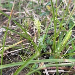 Carex breviculmis (Short-Stem Sedge) at Rye Park, NSW - 19 Aug 2024 by JaneR