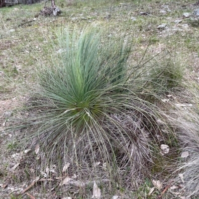 Xanthorrhoea glauca subsp. angustifolia (Grey Grass-tree) at Rye Park, NSW - 19 Aug 2024 by JaneR