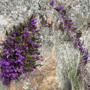 Hardenbergia violacea at Rye Park, NSW - 19 Aug 2024 02:15 PM