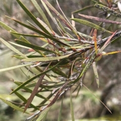 Callistemon sieberi (River Bottlebrush) at Rye Park, NSW - 19 Aug 2024 by JaneR