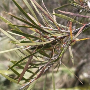 Callistemon sieberi at Rye Park, NSW - 19 Aug 2024