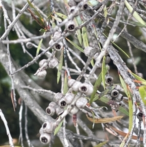 Callistemon sieberi at Rye Park, NSW - 19 Aug 2024