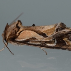 Cosmodes elegans (Green Blotched Moth) at Jerrabomberra, NSW - 19 Aug 2024 by DianneClarke