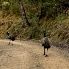 Dromaius novaehollandiae (Emu) at Uriarra Village, ACT - 19 Aug 2024 by mountainsbeyond