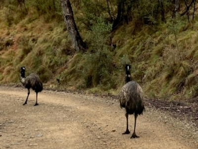 Dromaius novaehollandiae (Emu) at Uriarra Village, ACT - 18 Aug 2024 by mountainsbeyond