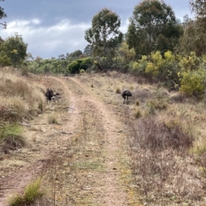 Dromaius novaehollandiae at Uriarra Village, ACT - 19 Aug 2024