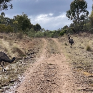 Dromaius novaehollandiae at Uriarra Village, ACT - 19 Aug 2024