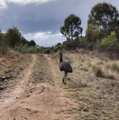 Dromaius novaehollandiae at Uriarra Village, ACT - 19 Aug 2024