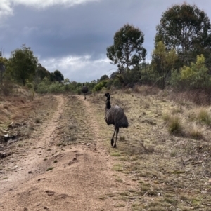 Dromaius novaehollandiae at Uriarra Village, ACT - 19 Aug 2024