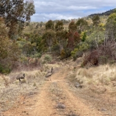 Dromaius novaehollandiae at Uriarra Village, ACT - 19 Aug 2024