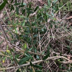 Olea europaea subsp. cuspidata (African Olive) at Hackett, ACT - 18 Aug 2024 by waltraud