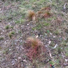 Nassella trichotoma (Serrated Tussock) at Watson, ACT - 19 Aug 2024 by waltraud