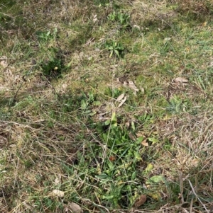 Echium plantagineum at Watson, ACT - 19 Aug 2024