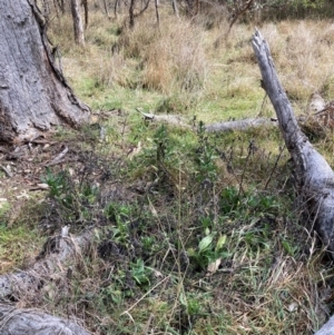 Echium plantagineum at Watson, ACT - 19 Aug 2024 12:20 PM