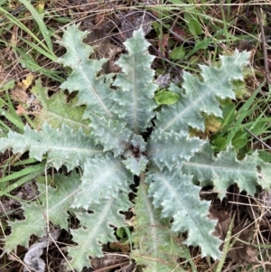 Onopordum acanthium at Watson, ACT - 19 Aug 2024