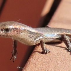 Lampropholis delicata at Narrabundah, ACT - 12 Aug 2024 12:34 PM