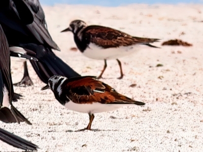 Arenaria interpres (Ruddy Turnstone) at Houtman Abrolhos, WA - 16 Apr 2024 by jb2602