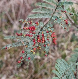 Austroacacidiplosis botrycephalae at Uriarra Village, ACT - 19 Aug 2024 11:27 AM