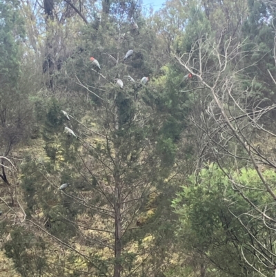 Callocephalon fimbriatum (Gang-gang Cockatoo) at Uriarra Village, ACT - 16 Aug 2024 by MattBeitzel