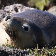 Neophoca cinerea (Australian sea-lion) at Houtman Abrolhos, WA - 16 Apr 2024 by jb2602