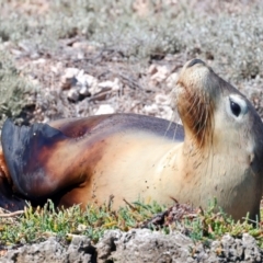 Neophoca cinerea at Houtman Abrolhos, WA - 16 Apr 2024 04:20 PM