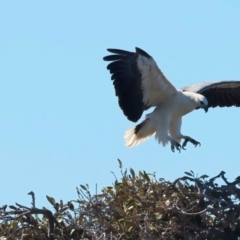 Haliaeetus leucogaster (White-bellied Sea-Eagle) at Meru, WA - 16 Apr 2024 by jb2602