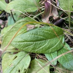 Prunella vulgaris (Self-heal, Heal All) at Tennent, ACT - 10 Aug 2024 by nathkay