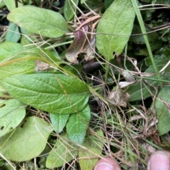 Prunella vulgaris at Tennent, ACT - 10 Aug 2024 01:43 PM