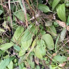 Prunella vulgaris at Tennent, ACT - 10 Aug 2024 01:43 PM