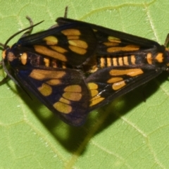Eressa geographica (Hourglass Wasp Moth) by PJH123