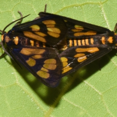 Eressa geographica (Hourglass Wasp Moth) by PJH123