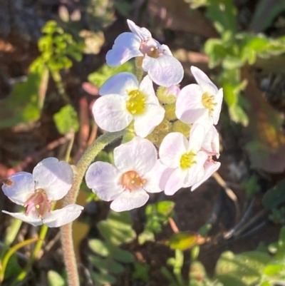 Harmsiodoxa blennodioides (Hairypod Cress) at Mutawintji, NSW - 27 Jun 2024 by Tapirlord