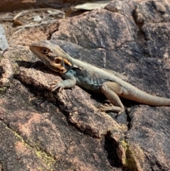 Ctenophorus mirrityana (Barrier Range Dragon) at Mutawintji, NSW - 27 Jun 2024 by Tapirlord