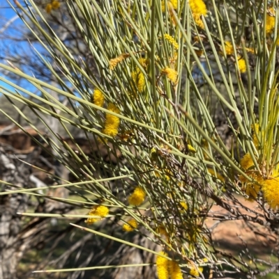 Acacia loderi (Broken Hill Gidgee, Nealie) at Mutawintji, NSW - 27 Jun 2024 by Tapirlord